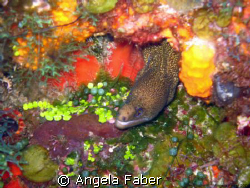 I saw this cute eel on a dive in Cozumel.  It looks like ... by Angela Faber 